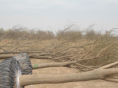 供應(yīng)國槐，滄州國槐，白蠟，合歡10-40公分