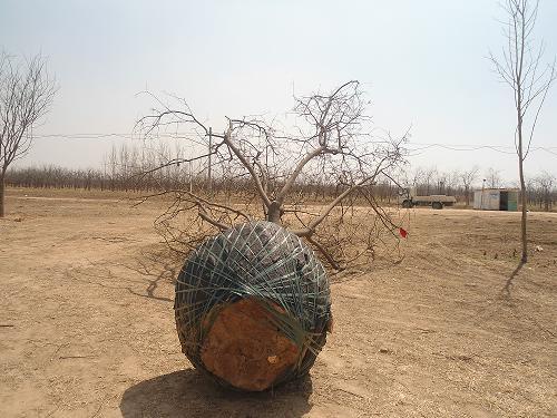 供應(yīng)哪里國槐好10-40公分河北國槐價(jià)格