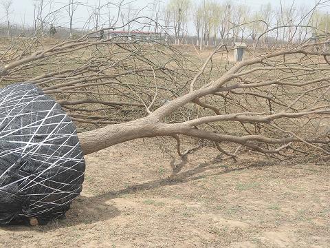 供應(yīng)河北國(guó)槐,滄州國(guó)槐19公分