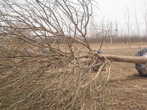 供應(yīng)滄州國槐基地，滄州國槐價(jià)格，河北國槐16公分