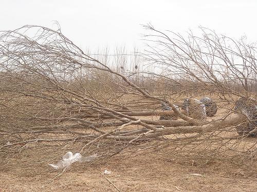 國槐滄州國槐白蠟合歡10公分圖片