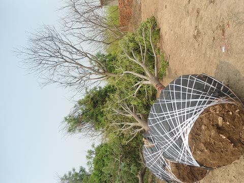 供應(yīng)北京白蠟18公分