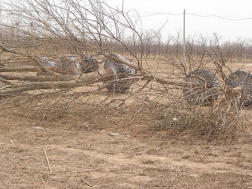 供應(yīng)22公分的滄州國(guó)槐，山東國(guó)槐，北京國(guó)槐