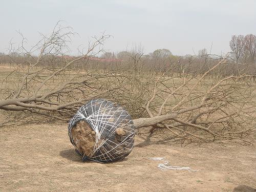 供應(yīng)滄州國槐基地國槐價格17公分
