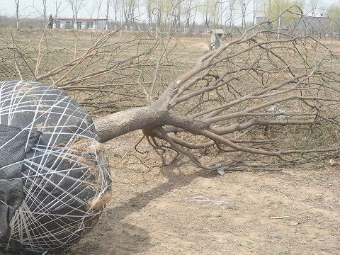 供應(yīng)滄州國槐基地，滄州國槐價(jià)格，河北國槐16公分