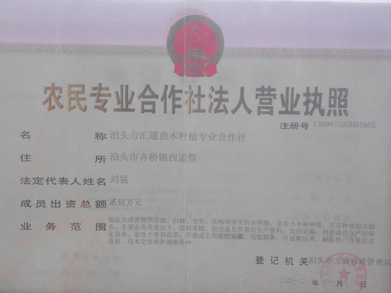 供應(yīng)滄州國槐基地40公分報(bào)價(jià)
