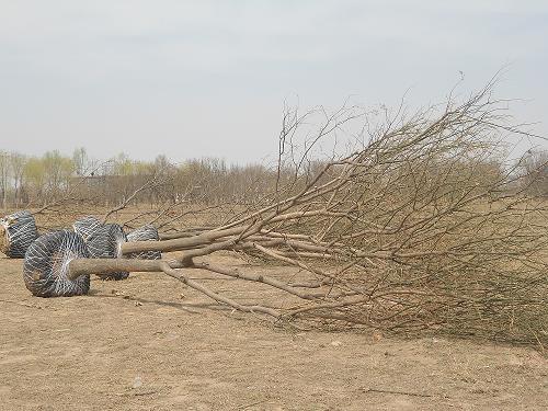 國槐滄州國槐白蠟合歡10-40公分圖片