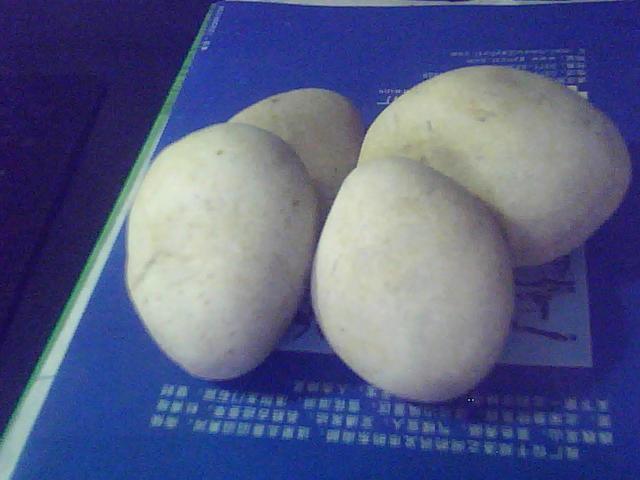 供應(yīng)礫石濾料特價(jià)銷售