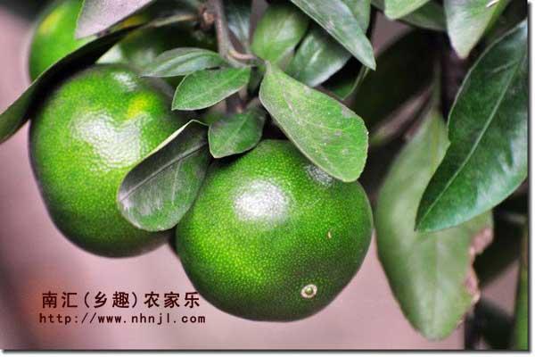 農(nóng)家樂圖片/農(nóng)家樂樣板圖 (4)