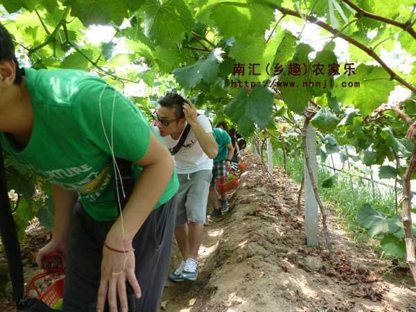 供应上海浦东农家乐清新旅游 