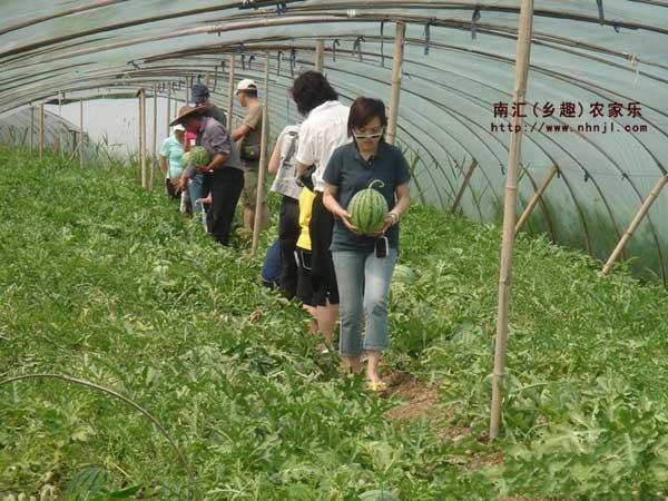 供应上海南汇农家乐儿童节旅游首选