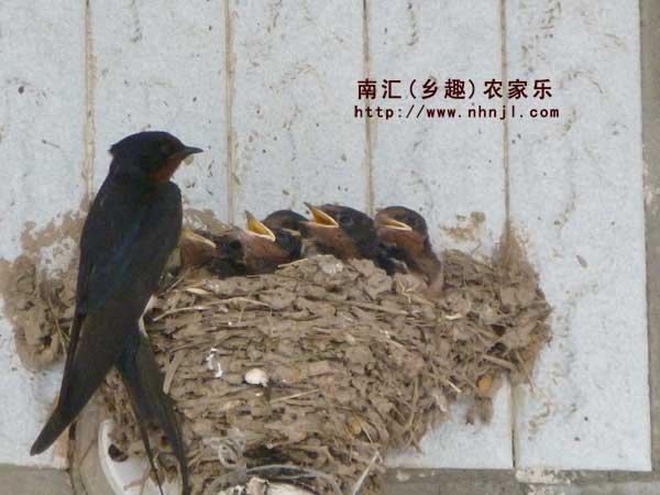 供應(yīng)上海滴水湖農(nóng)家樂(lè)推薦