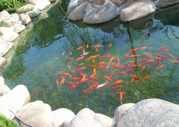 供應(yīng)公園觀賞水處理設(shè)備-曝氣精濾機傳統(tǒng)過濾沙缸