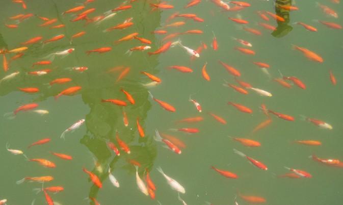 供應(yīng)公園觀賞水處理設(shè)備-曝氣精濾機傳統(tǒng)過濾沙缸