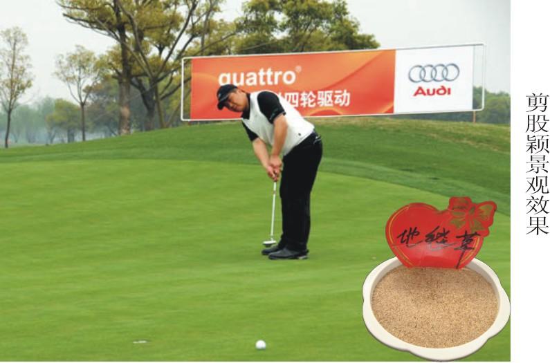 供應(yīng)剪股穎