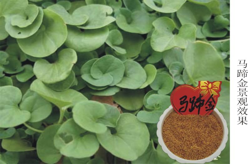 供應(yīng)馬蹄金