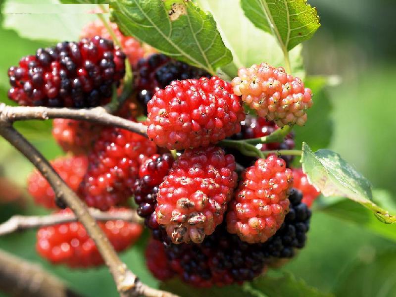 供應(yīng)果桑苗 桃苗新品種 黃金梨苗 薄殼核桃苗等果樹(shù)苗