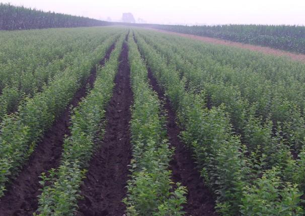 供應(yīng)延吉果樹苗，琿春出售果樹苗，圖們出售果樹苗