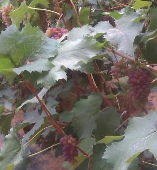 供應(yīng)四平茉莉香供應(yīng)商，遼寧鞍山著色香葡萄苗出售碗苗營(yíng)養(yǎng)缽苗