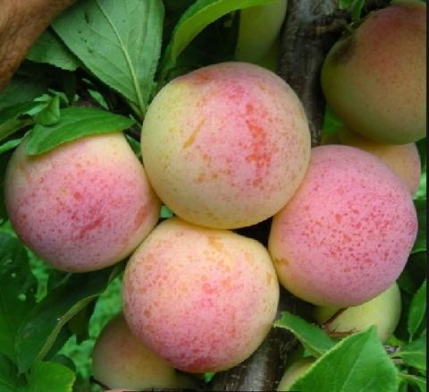 供應(yīng)延吉果樹苗，琿春出售果樹苗，圖們出售果樹苗