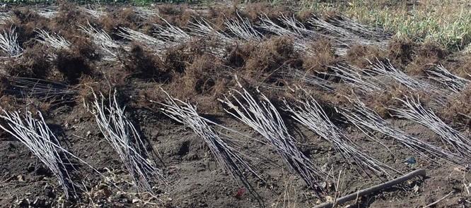 延吉果樹苗圖片