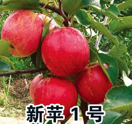 供應(yīng)延吉果樹苗，琿春出售果樹苗，圖們出售果樹苗