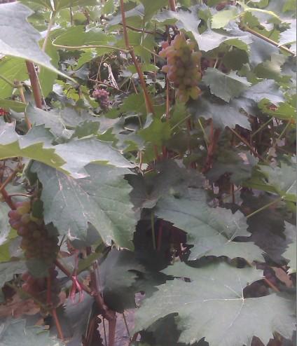 供應(yīng)四平茉莉香供應(yīng)商，遼寧鞍山著色香葡萄苗出售碗苗營(yíng)養(yǎng)缽苗