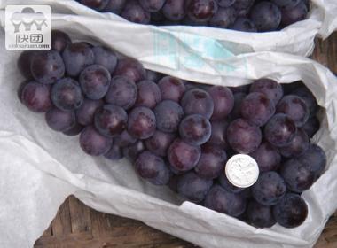 供應SummerBlack無核早熟葡萄—夏黑