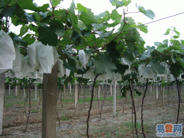 供應(yīng)*核的葡萄