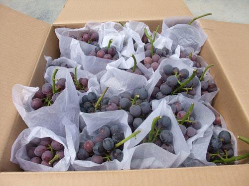 供應SummerBlack無核早熟葡萄—夏黑