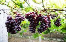 供應(yīng)葡萄苗價(jià)格出售