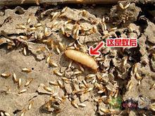 供應防白蟻的藥，東莞防白蟻的藥哪里有賣，東莞白蟻防治所電話查詢，東莞市長安鎮(zhèn)茂輝防治白蟻