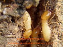 供應(yīng)長(zhǎng)安防治白蟻電話(huà)_白蟻防治步驟有什么危害