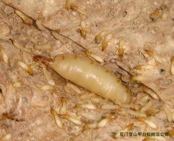供應防白蟻的藥，東莞防白蟻的藥哪里有賣，東莞白蟻防治所電話查詢，東莞市長安鎮(zhèn)茂輝防治白蟻