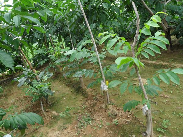 河北麻核桃苗种植基地供应河北麻核桃苗种植基地