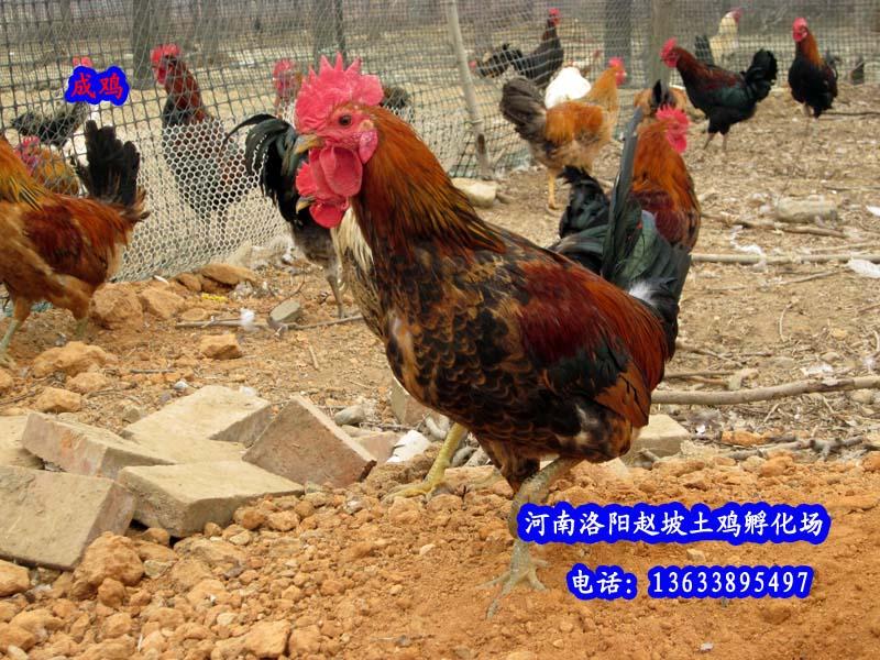 供應(yīng)土雞（柴雞笨雞）