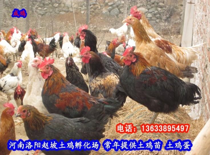 供應(yīng)土雞（柴雞笨雞）