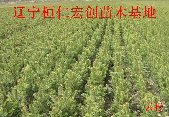 供應(yīng)云杉，云杉樹(shù)，云杉基地，遼寧云杉，桓仁云杉，東北云杉，云杉小苗
