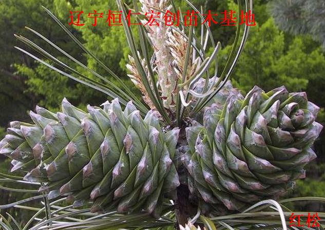 供應(yīng)紅松紅松基地遼寧紅松桓仁紅松