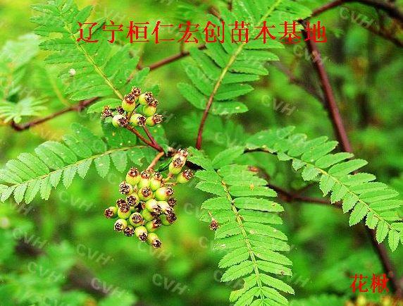 供應(yīng)花楸，花楸基地，遼寧花楸，桓仁花楸，花楸小苗，花楸種子，花楸價(jià)格