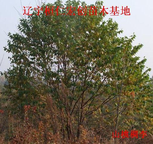 供應山桃稠李樹，山桃稠李小苗，山桃稠李種，山桃稠李基地，遼寧山桃稠李