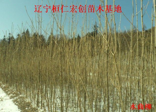 水曲柳基地遼寧水曲柳圖片