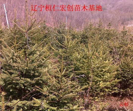 供應(yīng)云杉，云杉樹(shù)，云杉基地，遼寧云杉，桓仁云杉，東北云杉，云杉小苗