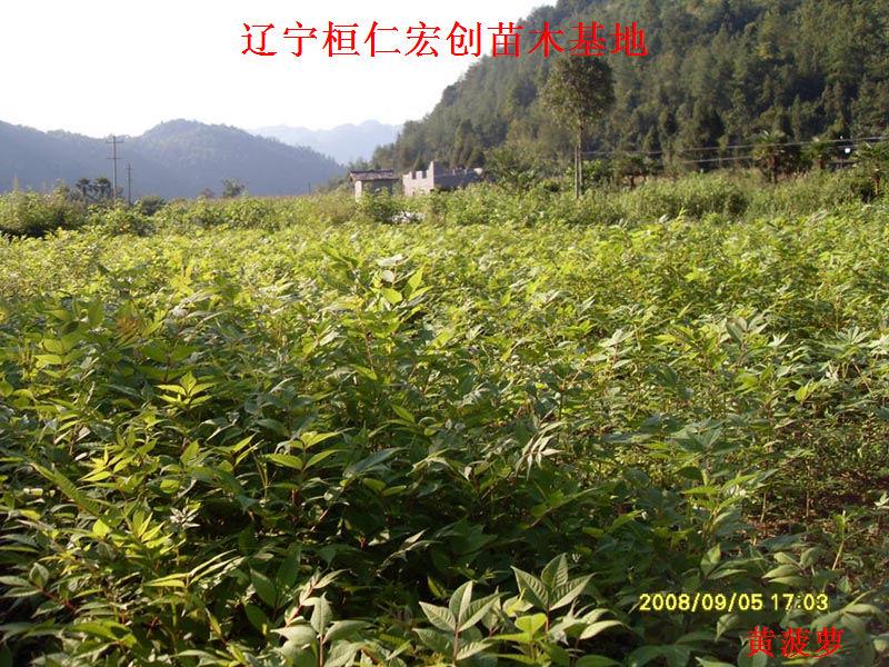 供應(yīng)黃菠蘿，黃菠蘿基地，遼寧黃菠蘿，桓仁黃菠蘿，黃菠蘿小苗，黃菠蘿種