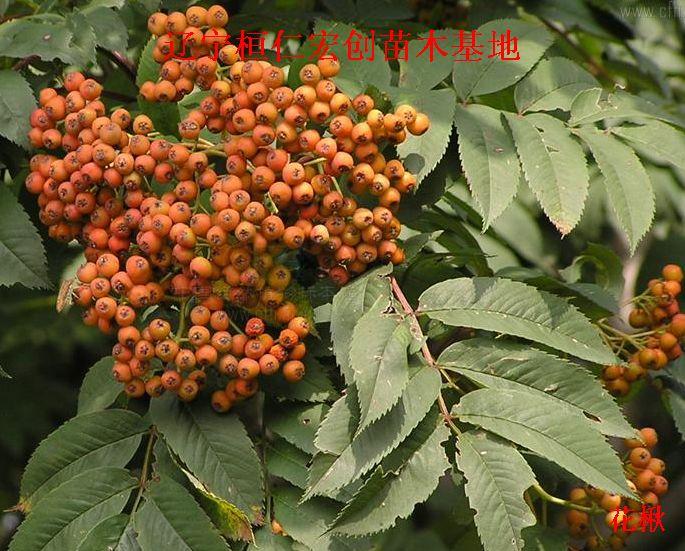 供應(yīng)花楸，花楸基地，遼寧花楸，桓仁花楸，花楸小苗，花楸種子，花楸價(jià)格