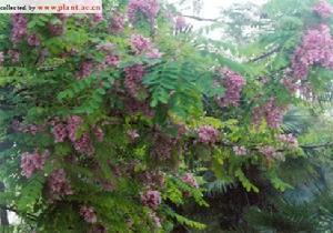 供應刺槐、刺槐基地、遼寧刺槐、桓仁刺槐、刺槐小苗、刺槐樹