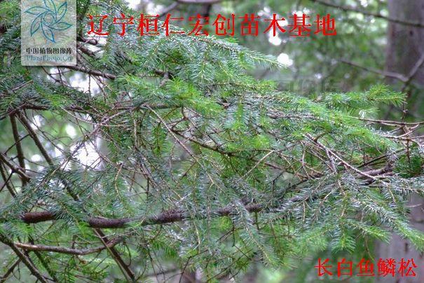 供應(yīng)魚鱗云衫，魚鱗云衫基地，遼寧魚鱗云衫，桓仁魚鱗云衫，魚鱗云衫種子