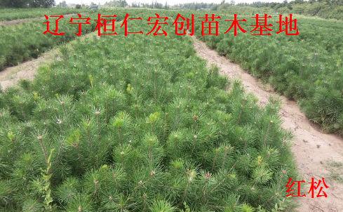 供應(yīng)紅松紅松基地遼寧紅松桓仁紅松