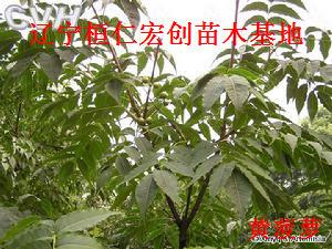 供應(yīng)黃菠蘿，黃菠蘿基地，遼寧黃菠蘿，桓仁黃菠蘿，黃菠蘿小苗，黃菠蘿種