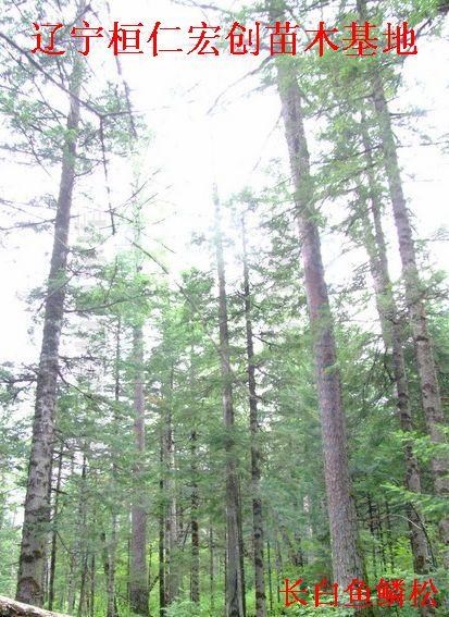 供應(yīng)魚鱗云衫，魚鱗云衫基地，遼寧魚鱗云衫，桓仁魚鱗云衫，魚鱗云衫種子